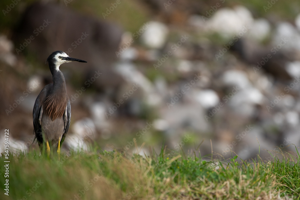 White-faced Heron (Ardea novaehollandiae). Here on Lord Howe Island. White-faced Heron (Ardea novaehollandiae). Here on Lord Howe Island.