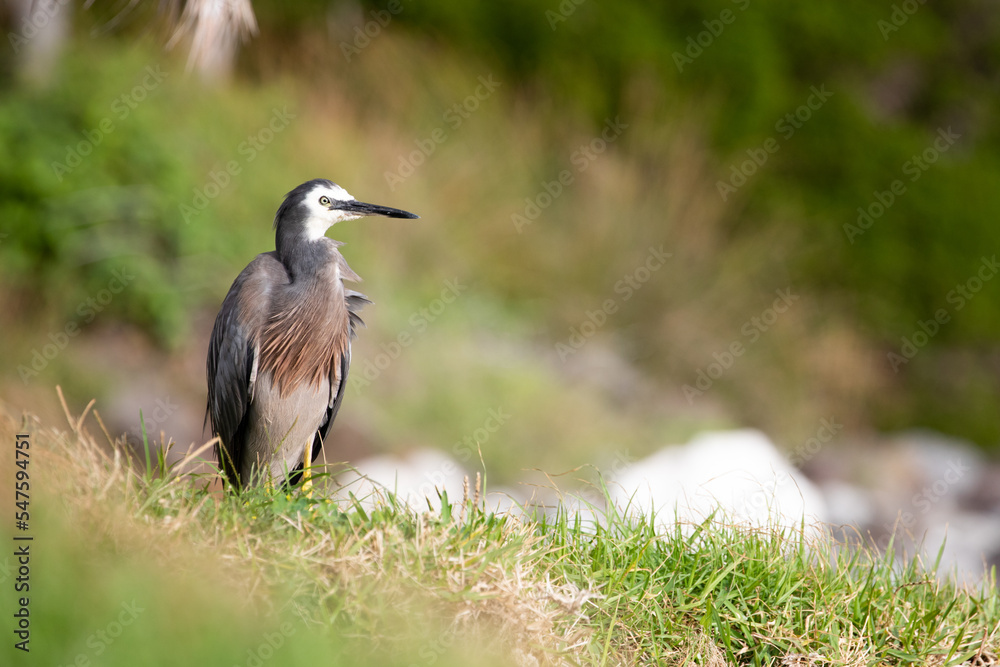 White-faced Heron (Ardea novaehollandiae). Here on Lord Howe Island. White-faced Heron (Ardea novaehollandiae). Here on Lord Howe Island.