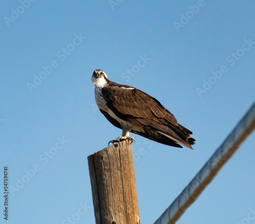 An Osprey Sitting on a pole © Robert