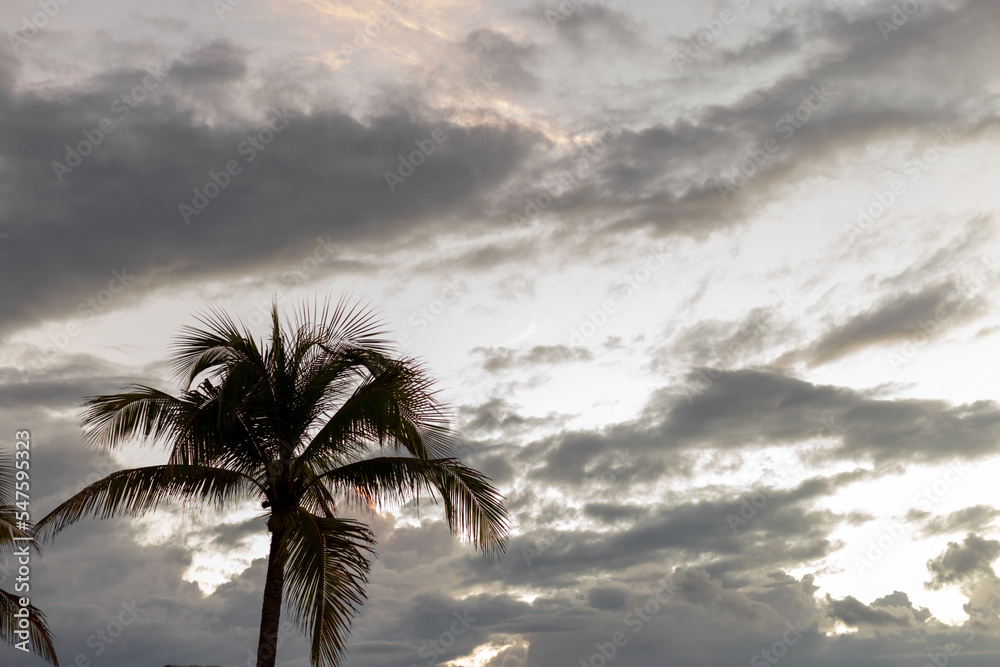 Branches de palmier en silhouette sur fond de ciel ennuagé au matin avec les premières lueurs dans le ciel
