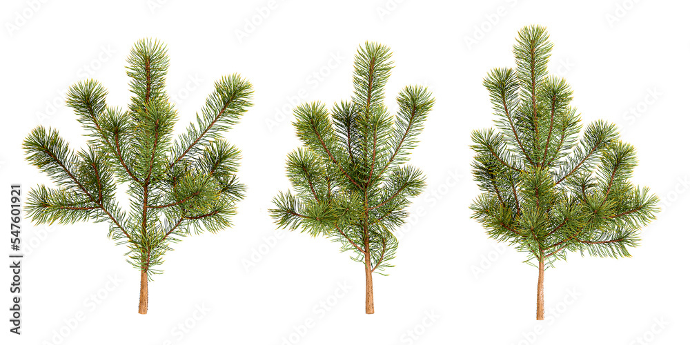 Fototapeta premium green pine tree isolated on white