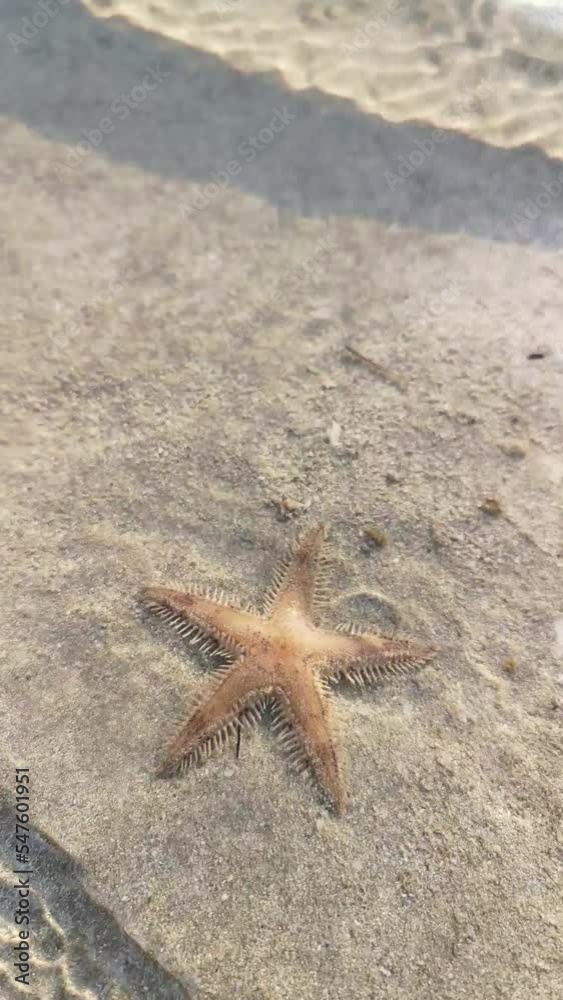 Starfish alive on the brown beach with sunlight and wave of sea water Starfish alive on the brown beach with sunlight and wave of sea water
