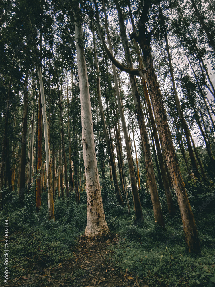 Fototapeta premium trees in the woods