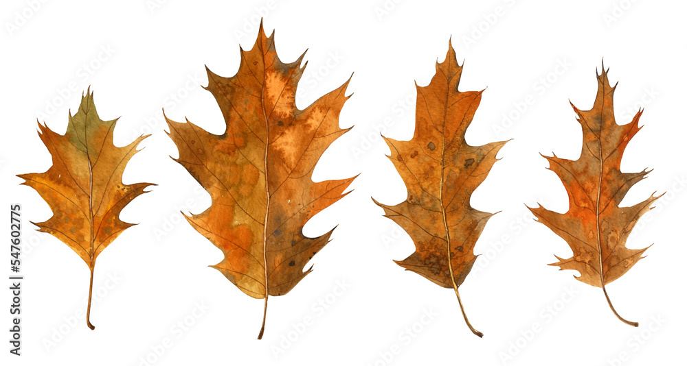 Fototapeta premium Set of bright watercolour autumn oak leaves. Hand-drawn illustration. Wild plants. Isolated on background. Aquarelle art. 