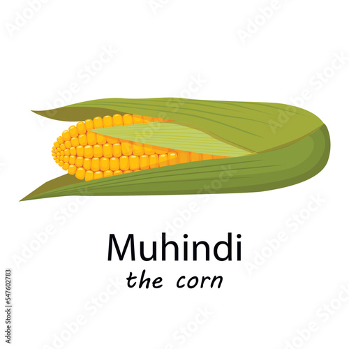 Ear of Corn for Kwanzaa - Ear of corn called muhindi for Kwanzaa