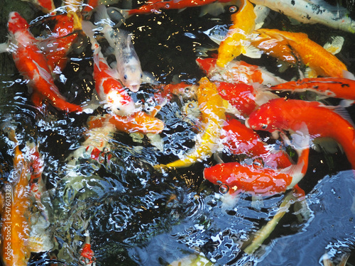 Fancy carps in pond. Top view photo, blurred.