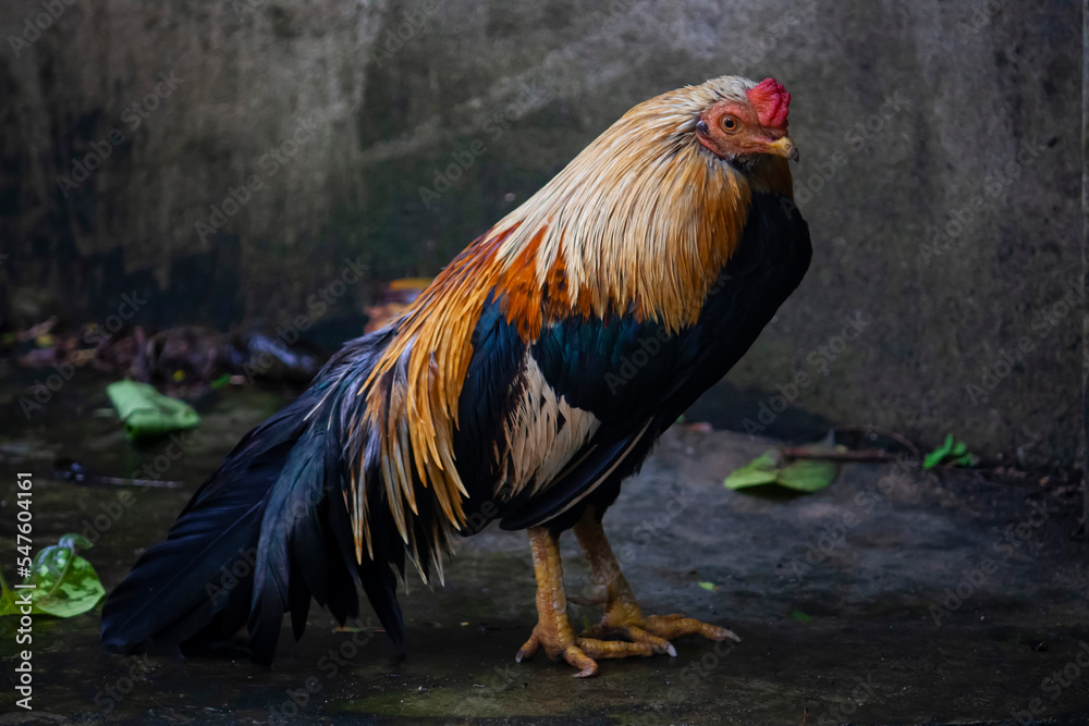 Thai rooster or hen in the farm 