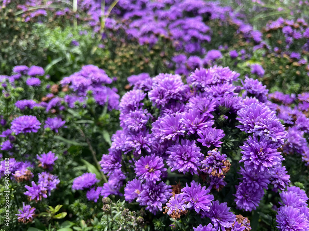 Chrysanthemum flowers bloom in autumn in the chrysanthemum garden. Closeup photo, blurred. Chrysanthemum flowers bloom in autumn in the chrysanthemum garden. Closeup photo, blurred.