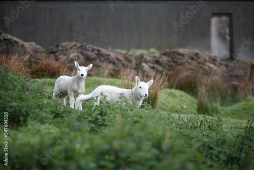 Canvastavla Cute North Country Cheviot sheep in a meadow
