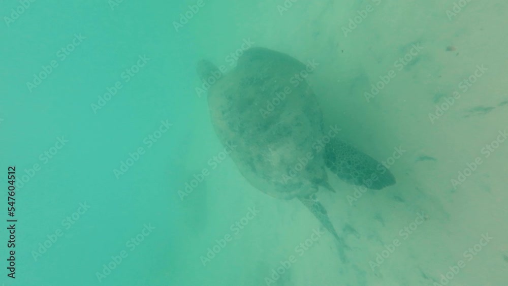 Big turtle swimming in the ocean, vertical video Big turtle swimming in the ocean, vertical video