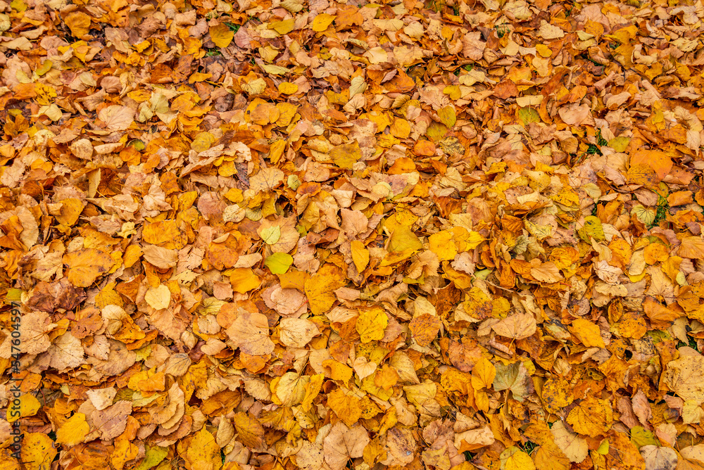 Autumn tree leaves Autumn tree leaves