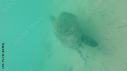 Big turtle swimming in the ocean, vertical video