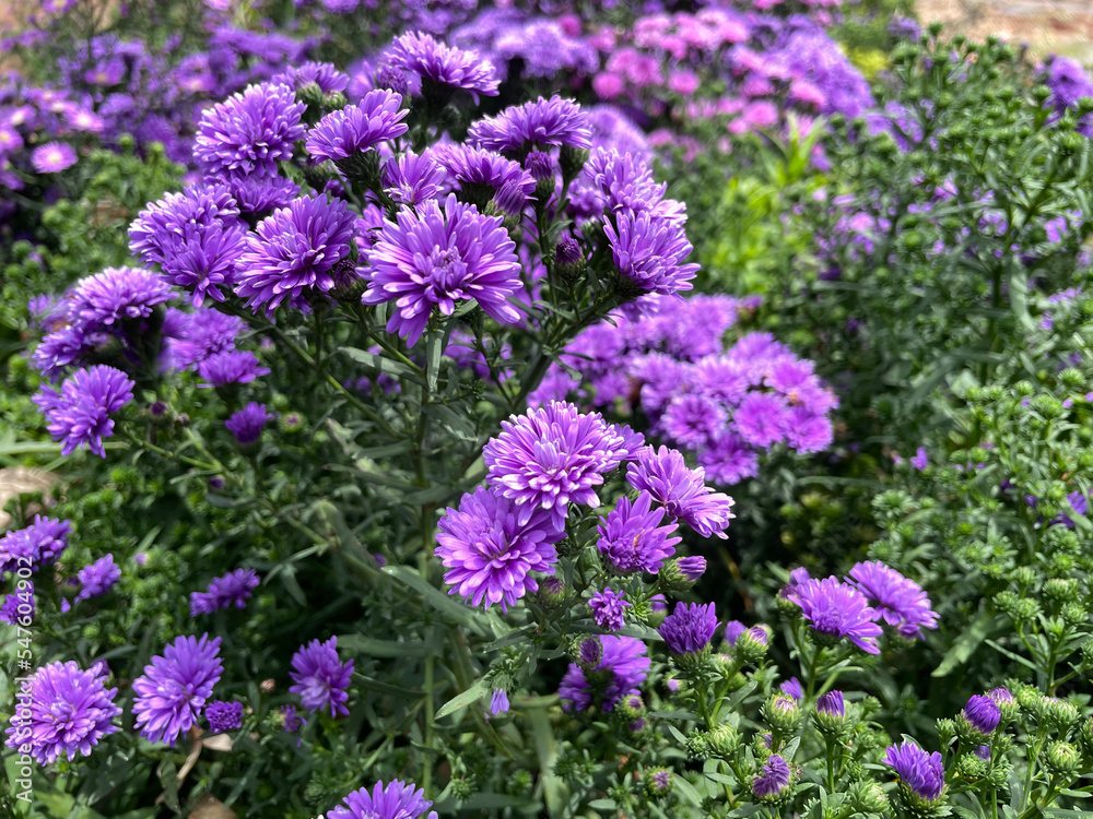 Chrysanthemum flowers bloom in autumn in the chrysanthemum garden. Closeup photo, blurred. Chrysanthemum flowers bloom in autumn in the chrysanthemum garden. Closeup photo, blurred.
