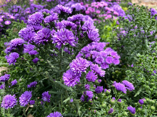 Chrysanthemum flowers bloom in autumn in the chrysanthemum garden. Closeup photo  blurred.