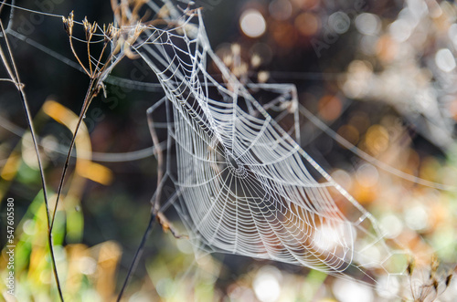 Spider web. Selective focus, blurry background. 