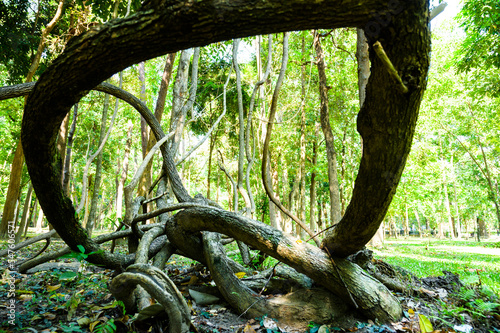 The trunk of Bauhinia winitii Craib tree photo