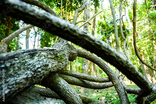 The trunk of Bauhinia winitii Craib tree photo