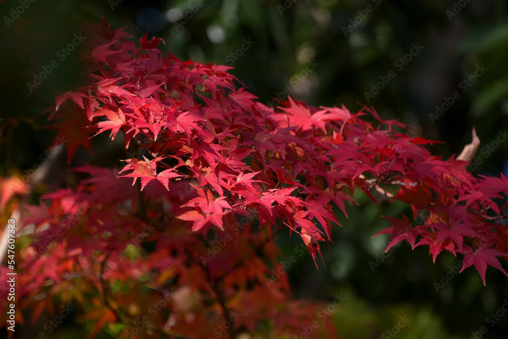 紅葉したカエデ 紅葉したカエデ