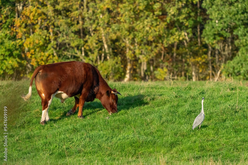 Great blue heron on a sunny morning. Walk in the grass with a brown cow. Reeds and grasses in the background