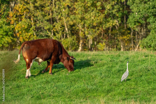 Obraz na płótnie Great blue heron on a sunny morning. Walk in the grass with a brown cow. Reeds and grasses in the background w salonie