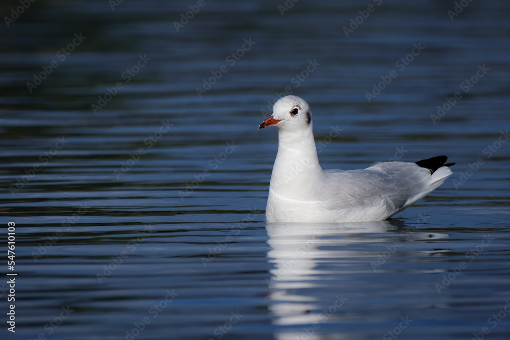 Black-headed gull in the water, winter plumage Black-headed gull in the water, winter plumage