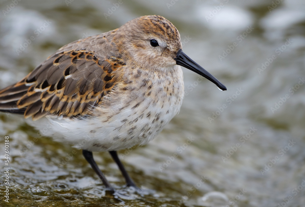 Dunlin, Calidris alpina close up