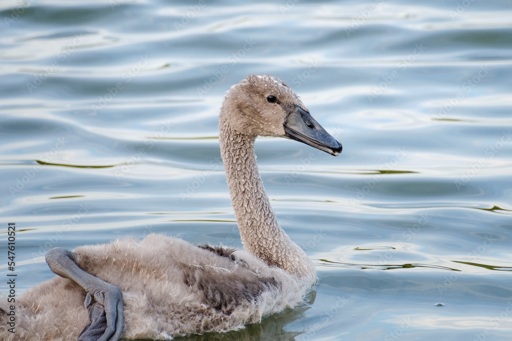 young mute swan in the water, Cygnus olor young mute swan in the water, Cygnus olor