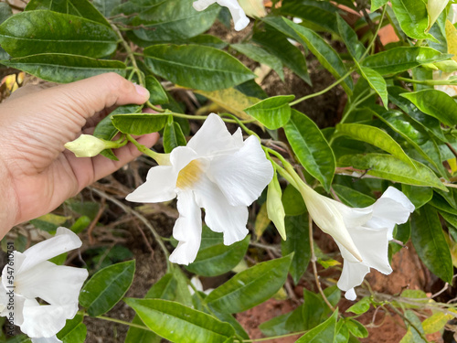 Dipladenia, Beautiful white flowers in the garden. Closeup photo, blurred.