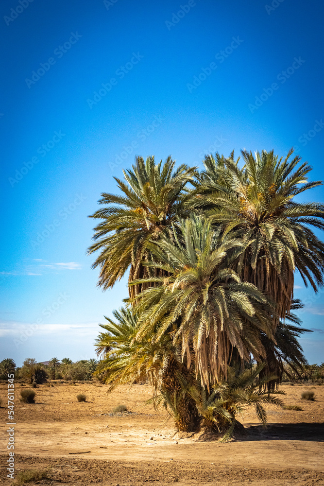 Obraz premium palm trees, grove, morocco, north africa, dates, organic