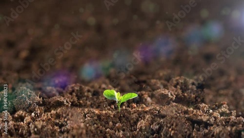 All things revive and seedlings emerge from the ground