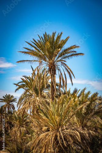 palm trees, grove, morocco, north africa, dates, organic