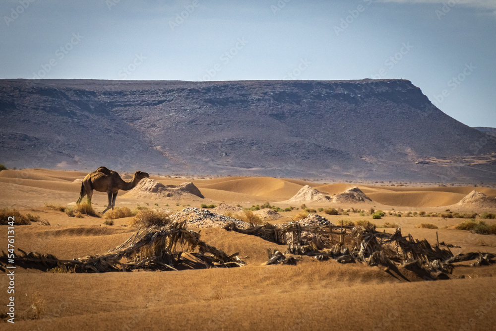 camels and dromedaries in the desert, morocco, north africa
