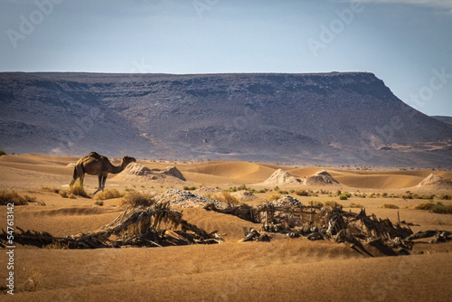 camels and dromedaries in the desert  morocco  north africa