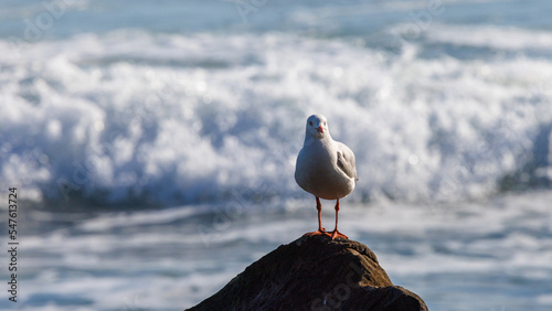 Foto Seagull on a rock in front of the ocean in Byron bay, Australia