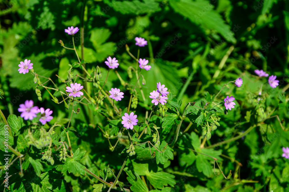 Geranium pyrenaicum purple flowers and leaves Geranium pyrenaicum purple flowers and leaves