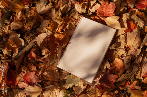 White book in nature surrounding, autumn leaves. Mockup, conceptual, fall mood, reading book, magazine, colorful leaves