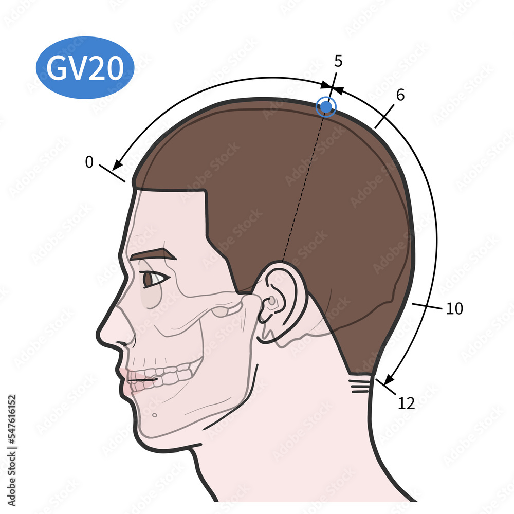 백회 경혈 혈자리 일러스트 Stock Illustration | Adobe Stock