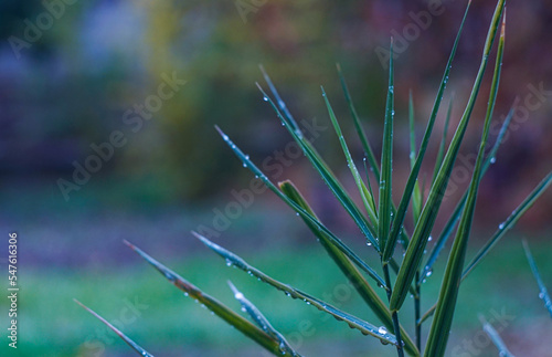 Water drops on green grass