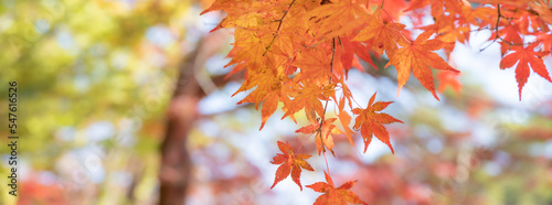 Foto 見ごろの秋の紅葉