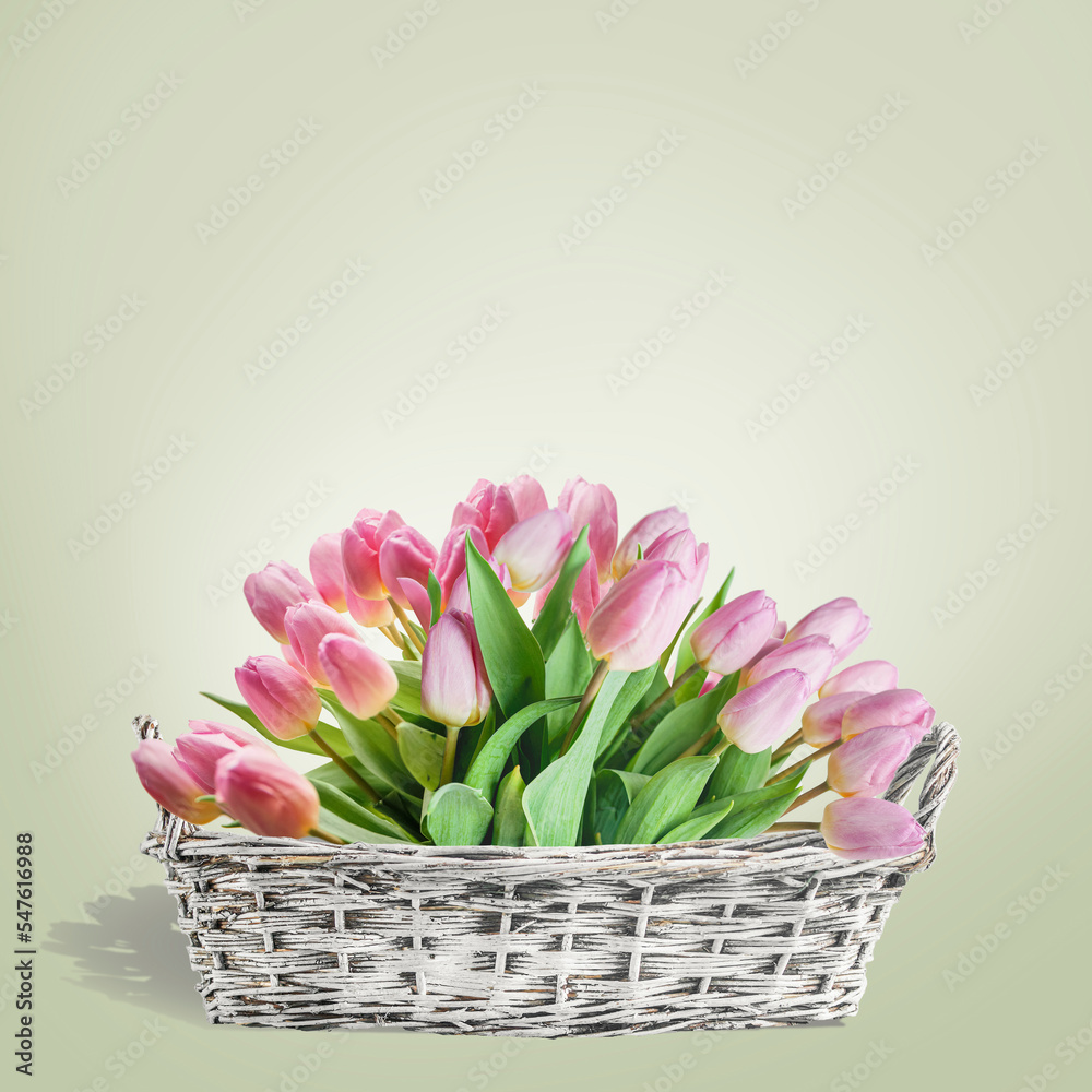 Obraz premium White basket with pretty tulips bunch at light green background, front view