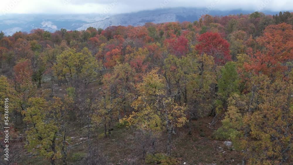 Baou Mourine autumnal forest seen from a drone Baou Mourine autumnal forest seen from a drone