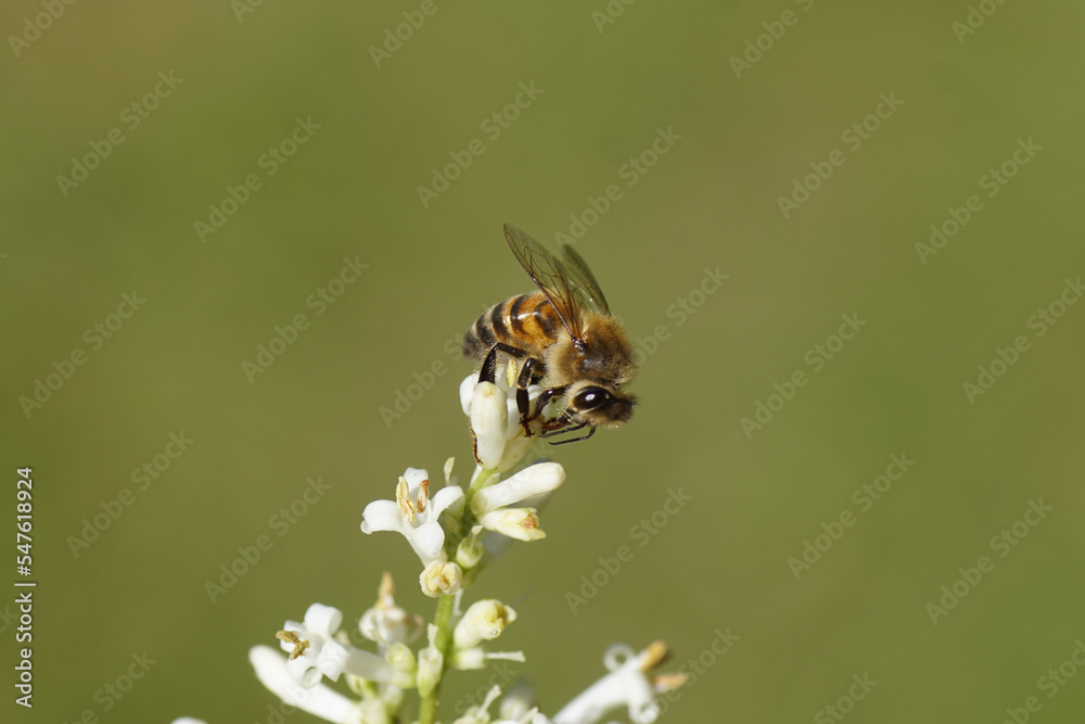 Western honey bee or European honey bee (Apis mellifera) on white flowers of Silver privet (Ligustrum ovalifolium 'Variegatum'), Family Oleaceae. July, Dutch garden. Western honey bee or European honey bee (Apis mellifera) on white flowers of Silver privet (Ligustrum ovalifolium 'Variegatum'), Family Oleaceae. July, Dutch garden.