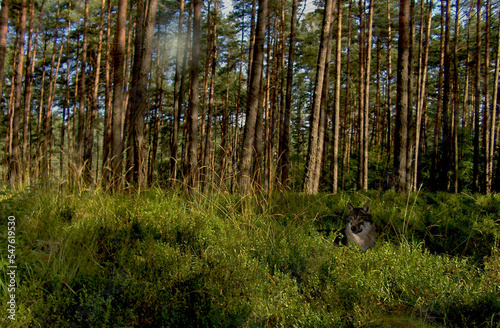 Wilk, las , zwierzę, drapieżnik, #547619530