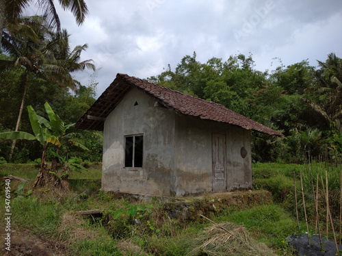 old house in the middle of rice fields