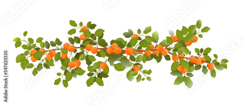 Tree branch apricot with ripe fruits. Garden plant with edible harvest. Branch with foliage and leaves. Isolated on white background. Vector