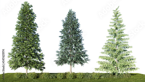 Foto 3d rendering illustration tree isolate
