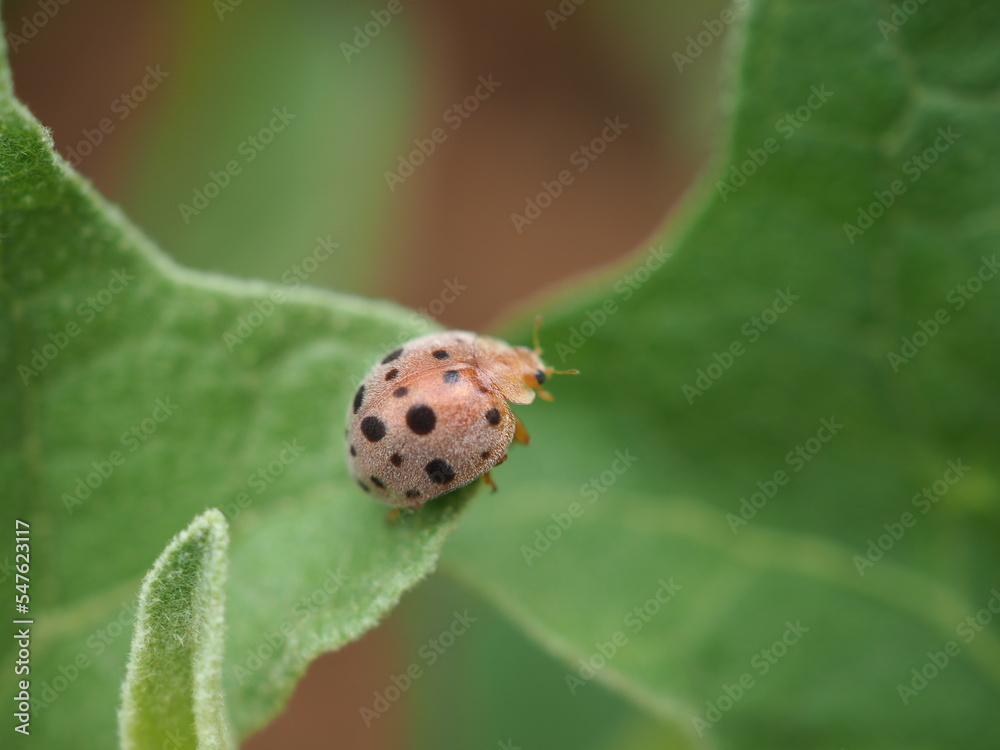 Ladybird on leaf. Closeup photo, blurred. Ladybird on leaf. Closeup photo, blurred.