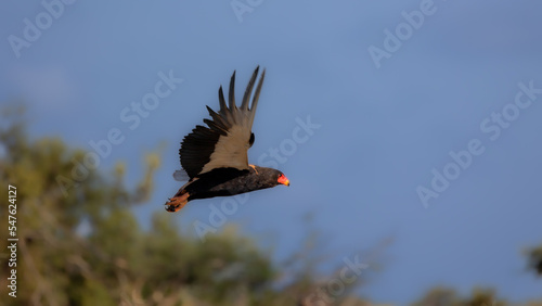 a Bataleur in flight, Kruger national park