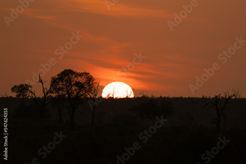 Wallpaper Mural sunrise in the Kruger national park Torontodigital.ca
