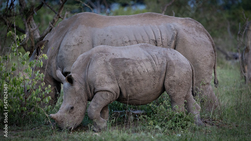 a young white rhino calf